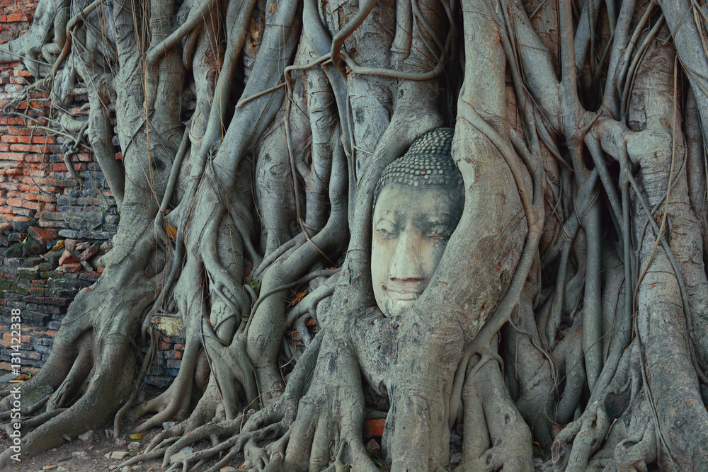 sand stone buddha head trapped in bodhi tree roots at mahathat temple in ayutthaya (thailand) sand stone buddha head trapped in bodhi tree roots at mahathat temple in ayutthaya (thailand)