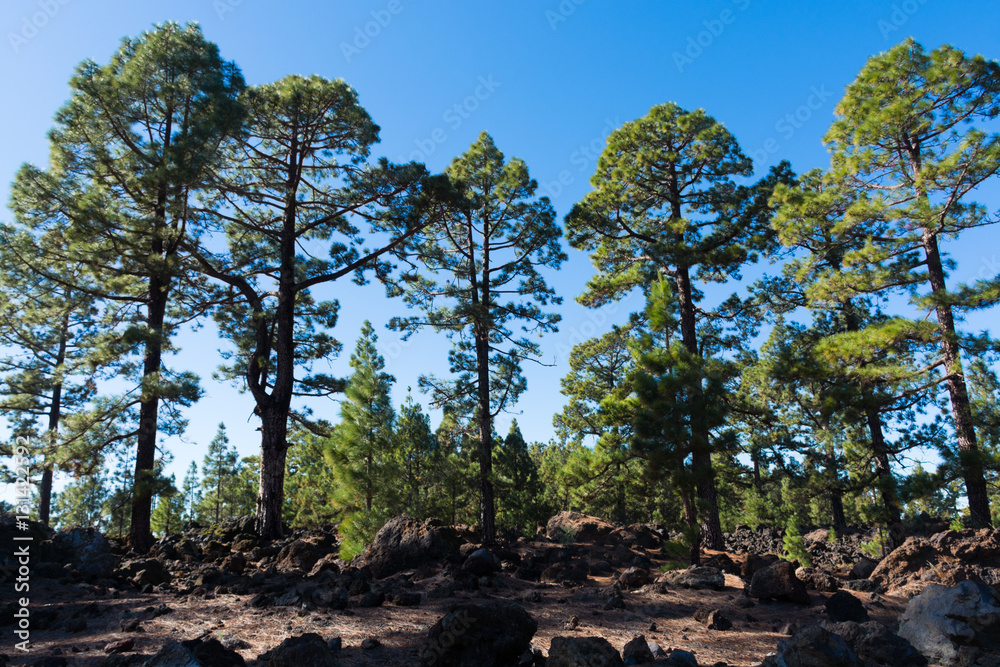 Fototapeta premium Teide National Park, Tenerife - the most spectacular travel destination, pine tree forest
