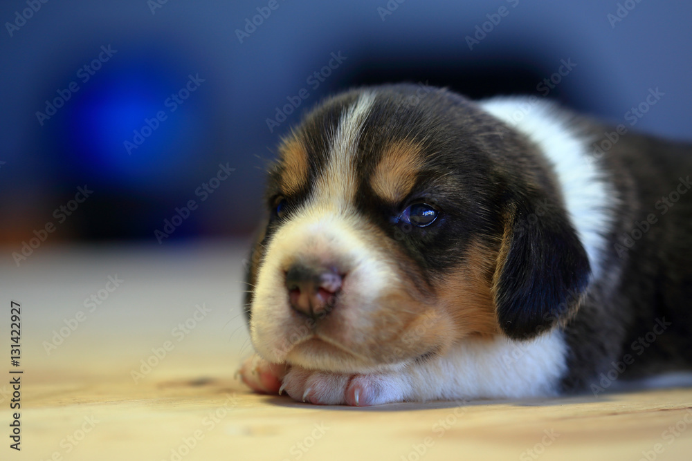 beagle Puppy, 1 month old, sleeping in the room beagle Puppy, 1 month old, sleeping in the room