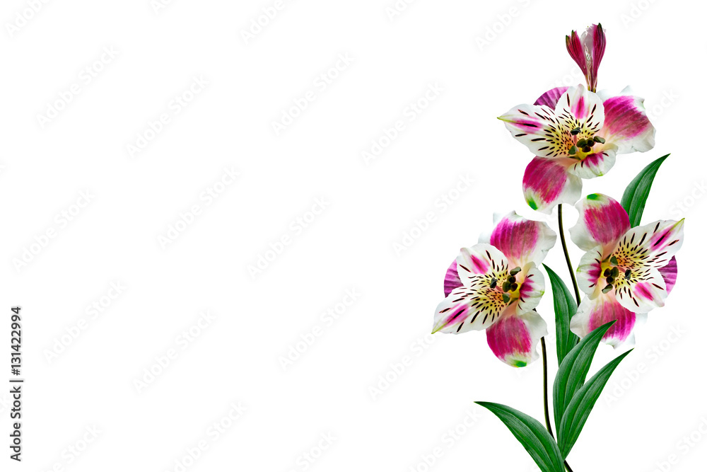 Colorful bright flowers Alstroemeria on a white background.