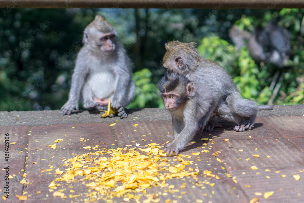 Naklejka premium Bali, Indonesia