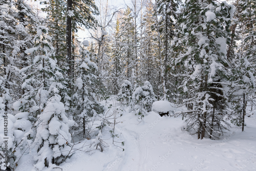 Winter forest Winter forest