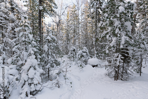 Winter forest © afrutin