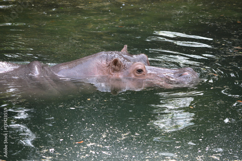 Swimming Hippopotamus