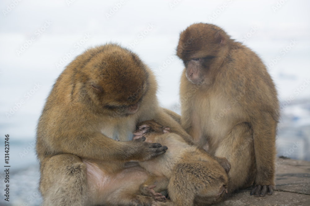 Barbary Macaque Family Portrait