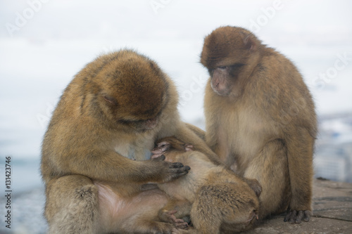 Barbary Macaque Family Portrait © Mike