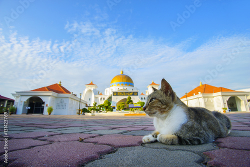 Cute cat with beautiful mosque at background.