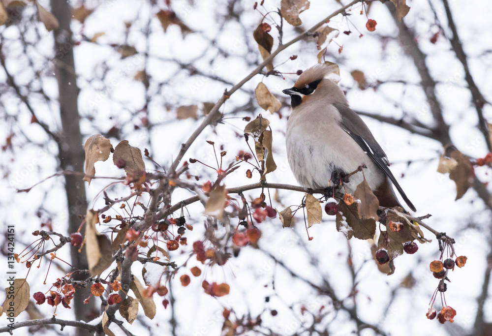 waxwing sitting on a tree branch waxwing sitting on a tree branch