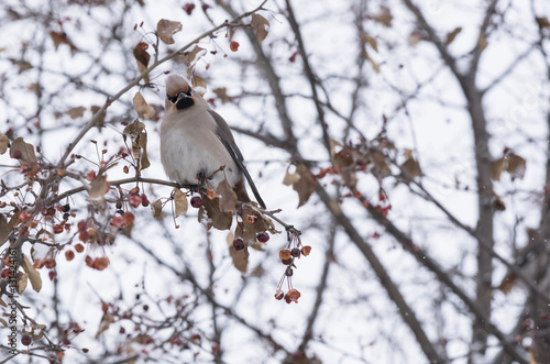 waxwing sitting on a tree branch