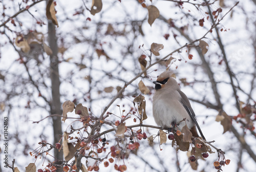 waxwing sitting on a tree branch