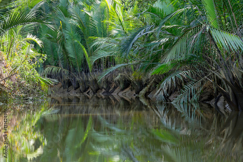 Nypa fruticans or nipa palm in mangrove. © Tee11