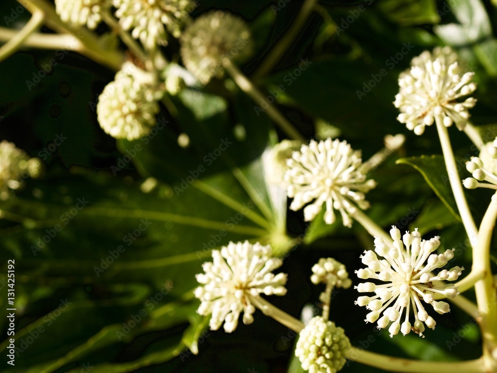 Fatsia japonica/kochi,Japan Fatsia japonica/kochi,Japan