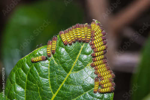 Cyclosia panthona caterpillars photo