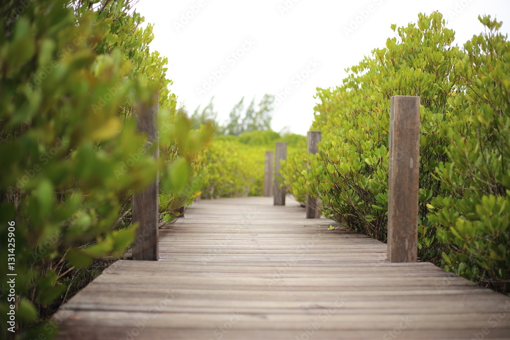 Walkway made from wood and mangrove field of Thung Prong Thong forest in Rayong at Thailand