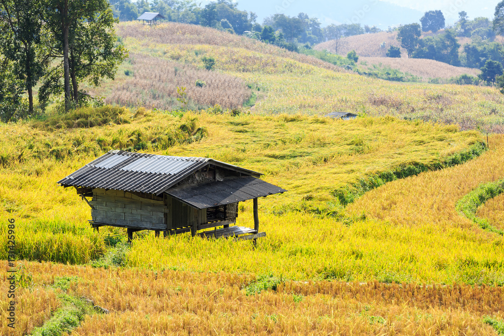 Fototapeta premium Small hut in terraced rice field