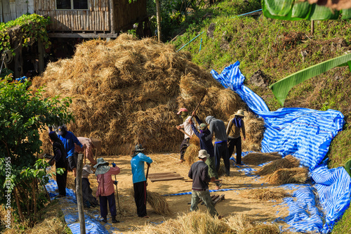Εκτύπωση καμβά Manual rice threshing