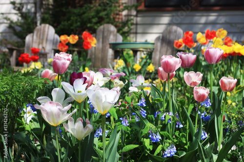 Tulips. Background with front yard garden bright color tulips in sunlight.
