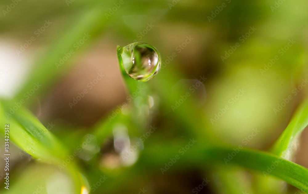drops of dew on the green grass. macro drops of dew on the green grass. macro