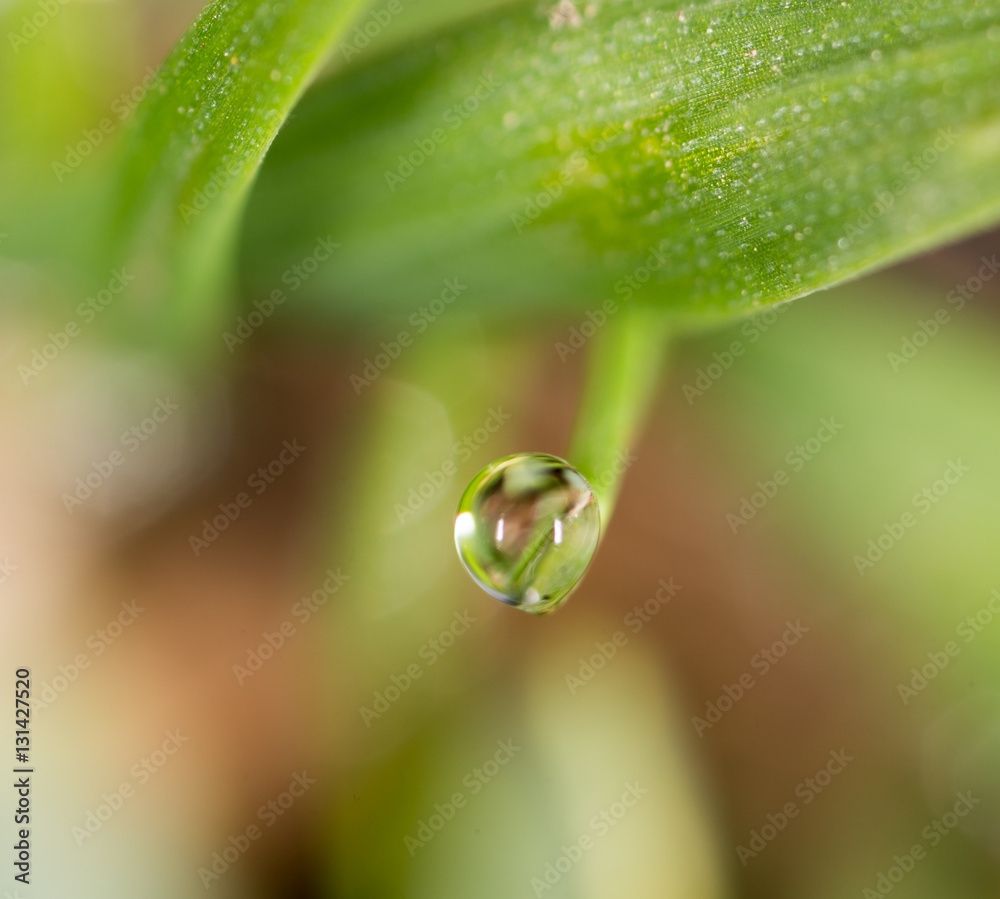 drops of dew on the green grass. macro drops of dew on the green grass. macro