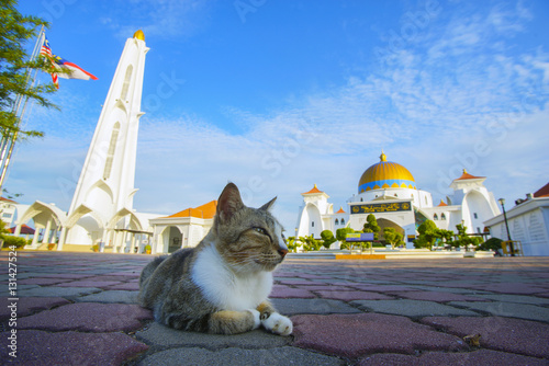 Cute cat with beautiful mosque at background.