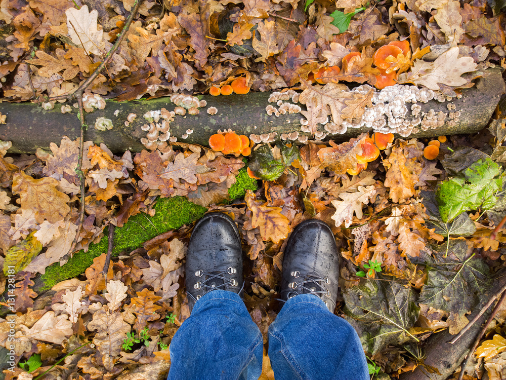 Fototapeta premium Feet in Oak Forest.