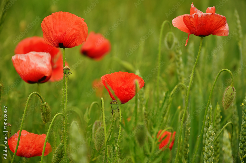 Red Poppies in the wheat field
