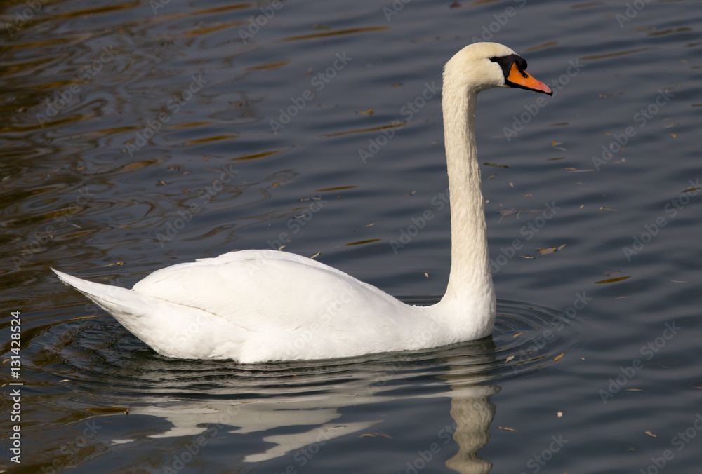 Fototapeta premium White swan on the lake in autumn