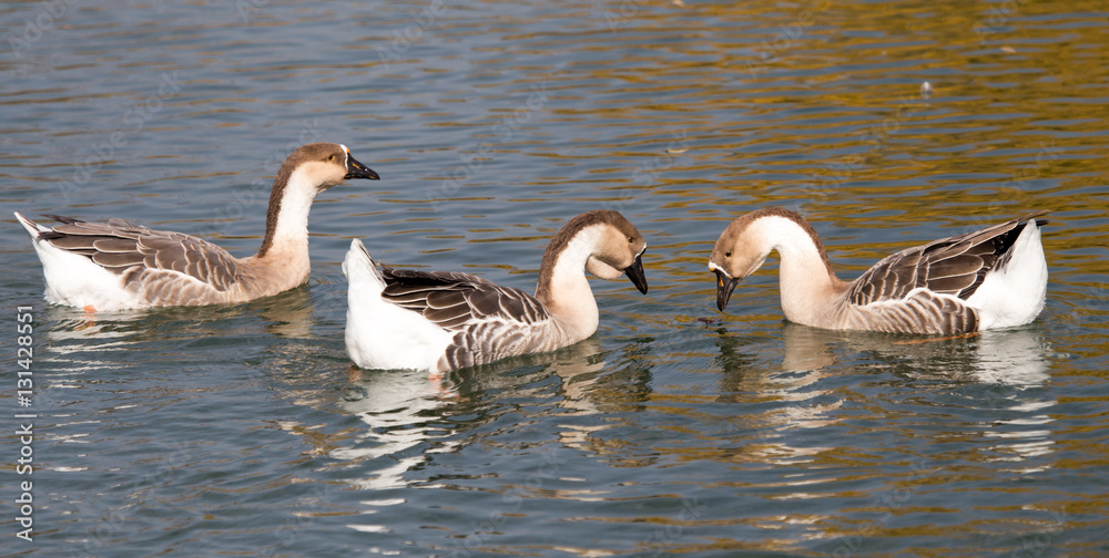 Obraz premium a flock of ducks on the lake in autumn