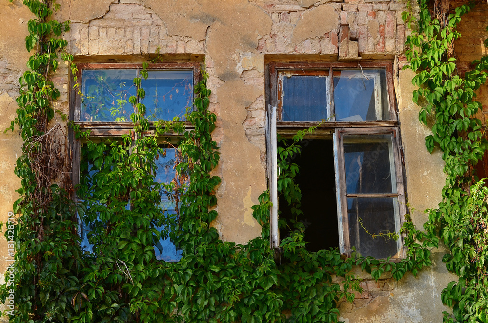 Two old windows outside twined with virginia creeper (Parthenocissus) Two old windows outside twined with virginia creeper (Parthenocissus)
