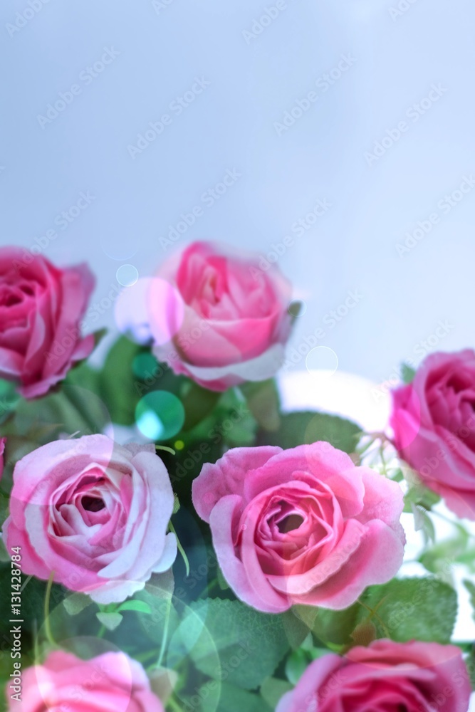 Soft focus with blur bokeh pink rose used for the background. Soft focus with blur bokeh pink rose used for the background.