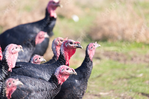 farm turkeys outdoors