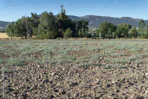 Plants of turnsole, Chrozophora tinctorea, growing on a ploughed field.  photo