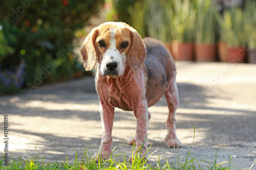 Quadro em tela ill beagle dog with Demodicosis, Red Mange