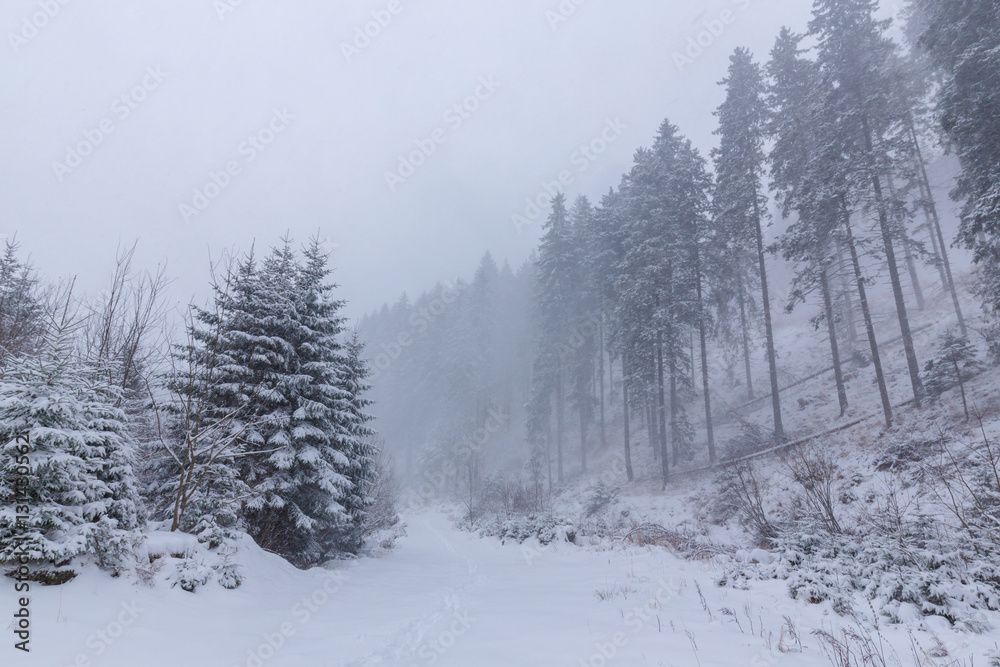 Winter scenery with fir trees in snow blizzard Winter scenery with fir trees in snow blizzard