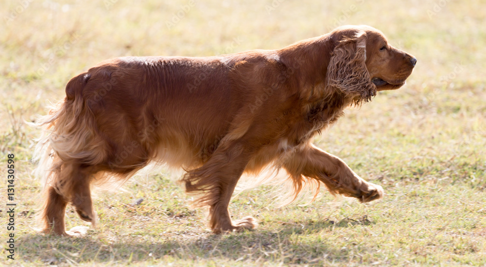 red dog on the nature