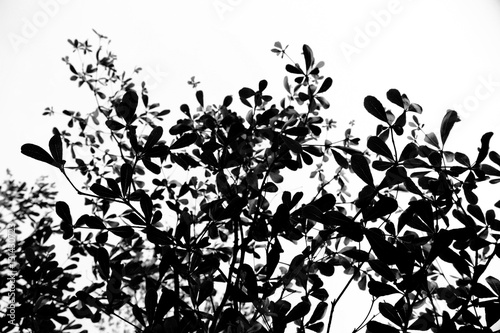 Abstract black and white background of silhouette shadow of tree