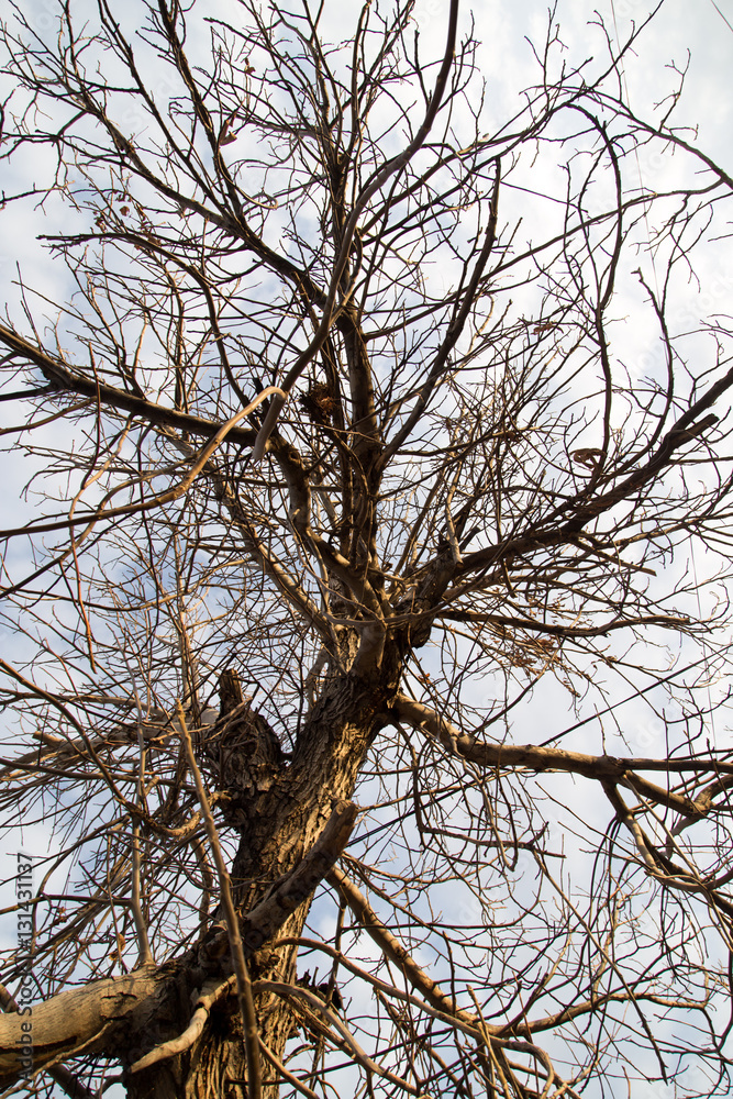 bare branches of a tree in the sun dawn bare branches of a tree in the sun dawn