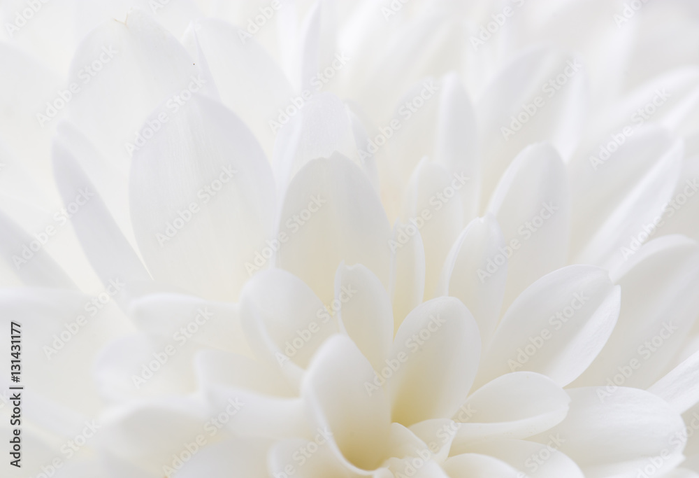 Fototapeta duży biały kwiat do sypialni