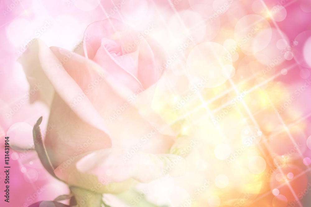 Pink rose on sweet bokeh and glitter background.