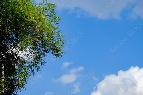 Image of clear  blue sky white cloud and green leaf tree day time for background backdrop use