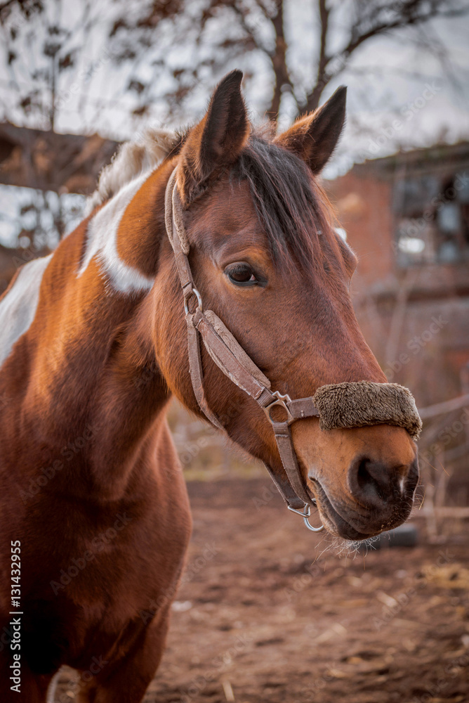 Beautiful piebald horse closeup in the walking open-air cage, nice sunny day. Horse walks on a pasture. Horse eating a hay at ranch summertime.