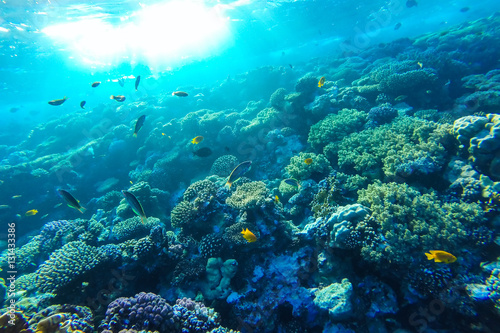 Fototapeta Naklejka Na Ścianę i Meble -  red sea underwater coral reef