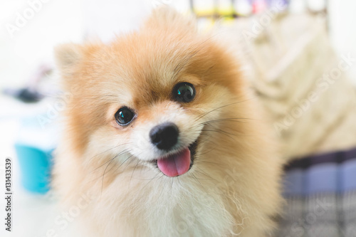 puppy pomeranian dog cute pets in home photo