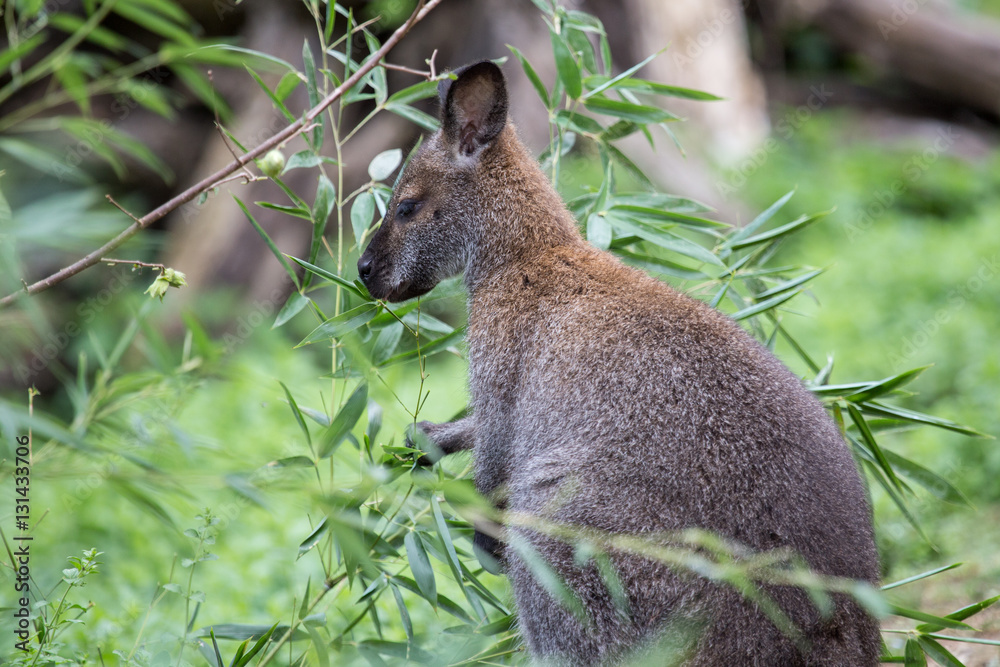 Obraz premium Bennett red necked wallaby among the vegetation