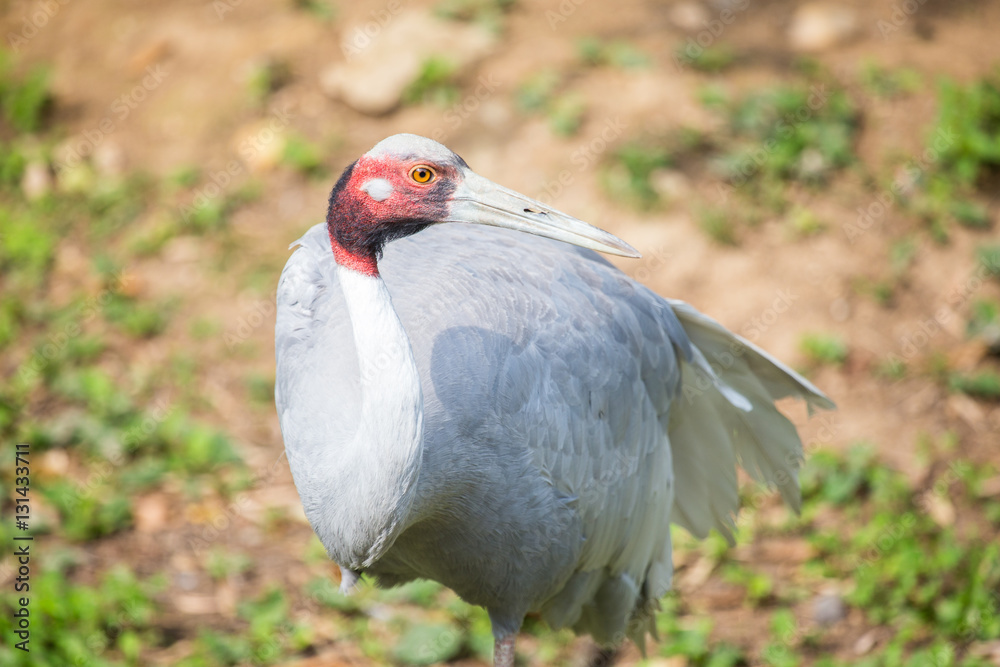 Fototapeta premium Sarus crane with the typical red head and neck