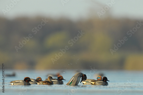 euryasian teal