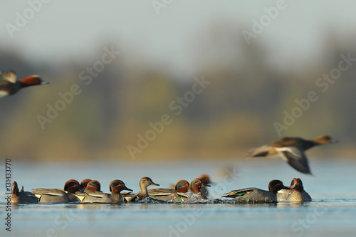 euryasian teal