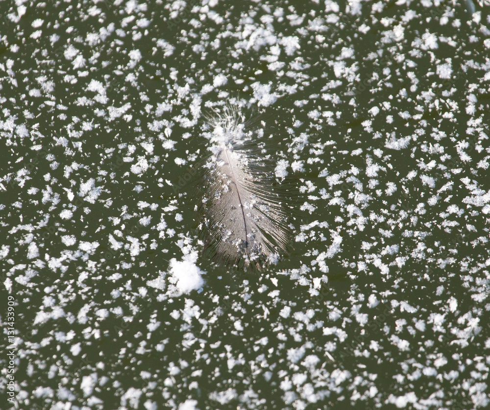 Fototapeta premium feather on ice