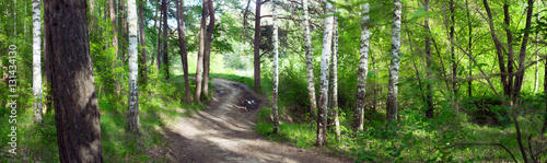 Fototapeta Naklejka Na Ścianę i Meble -  road through birch forest -- summer landscape, banner, panorama -