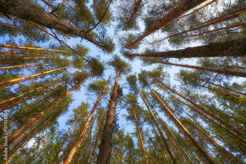 Forest abstraction of trees. Look up.